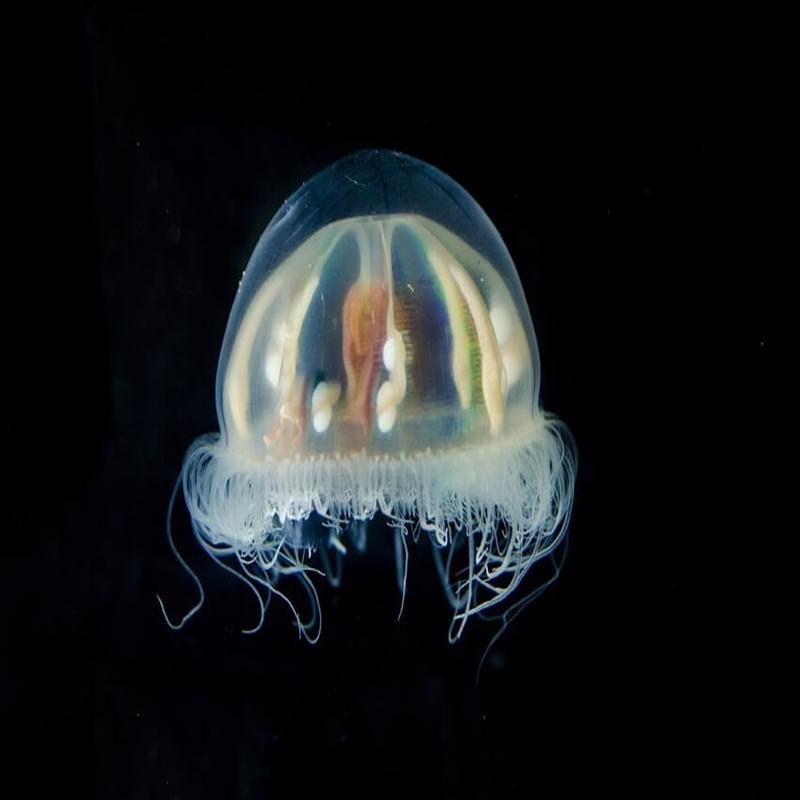 Endangered Species: A Conservation Perspective - Image 1