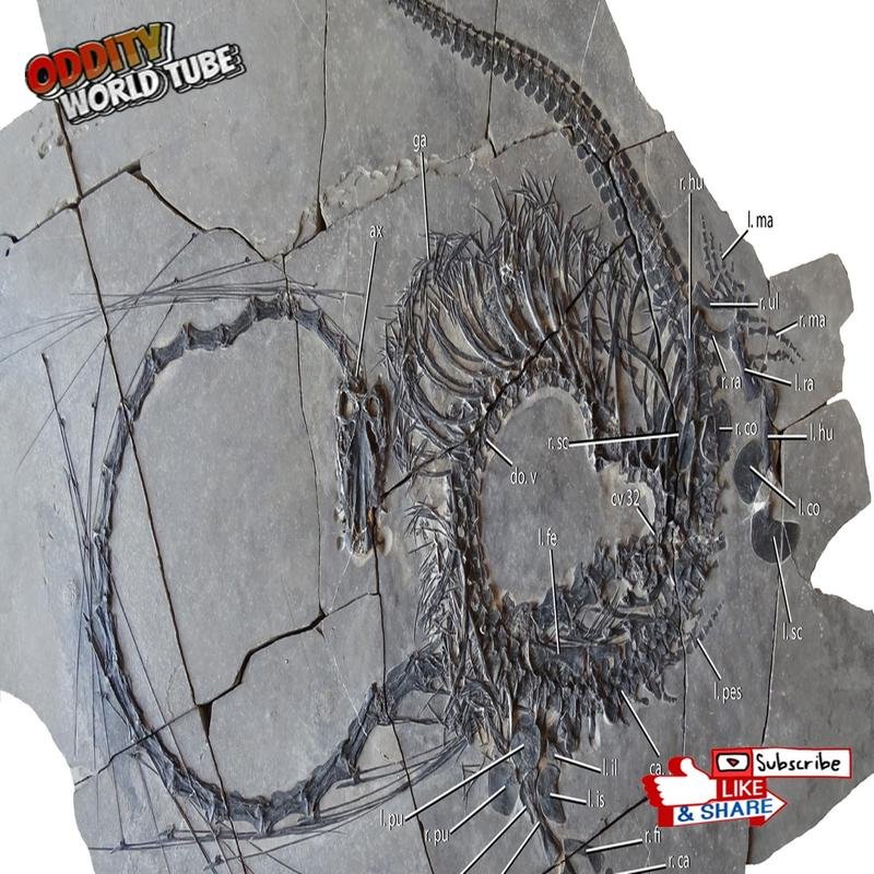 Dragons: Reconciling Myth and Historical Reality - Image 1