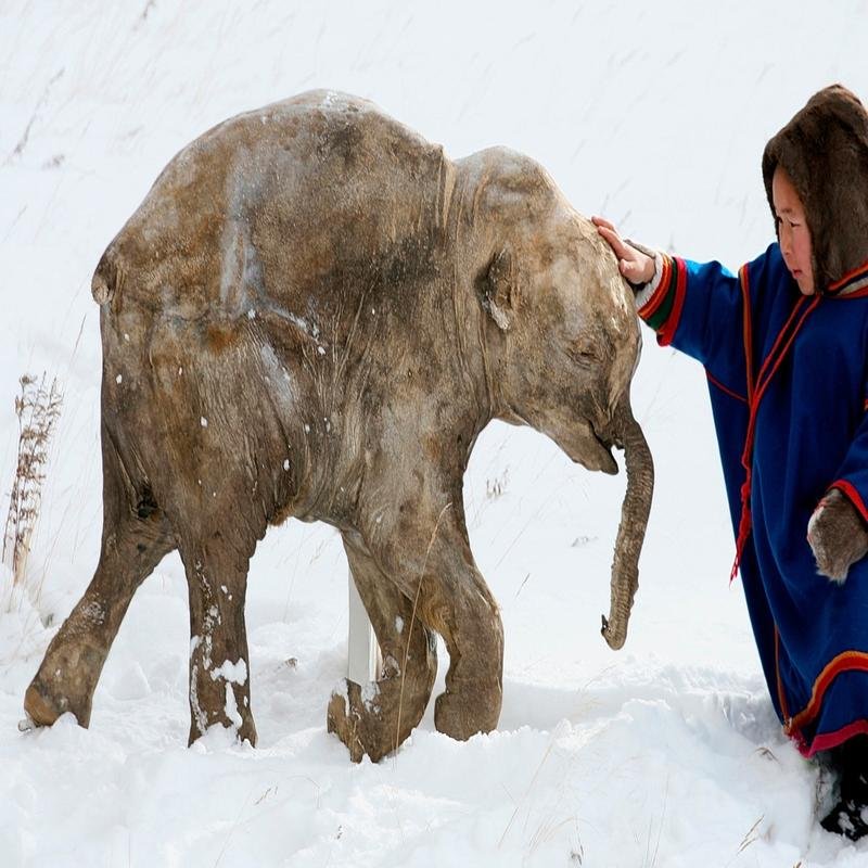 The Mammoth Extinction: New Discoveries from Permafrost. - Image 1
