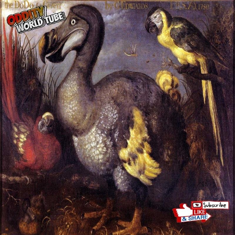 The Dodo's extinction: An unresolved mystery surrounding extinct avian species. - Image 2
