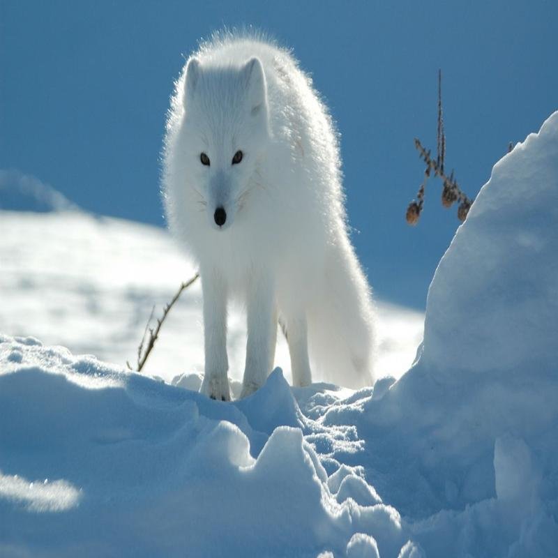 Arctic Wildlife: Remarkable Species - Image 1
