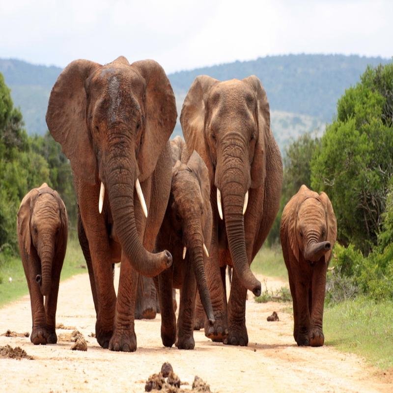 Endangered Species: A Conservation Perspective - Image 2