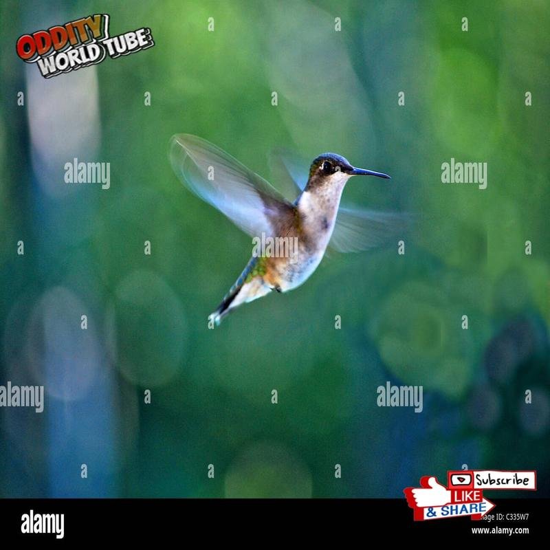 Hummingbird Biology: Unveiling the Secrets of the Smallest and Fastest Birds. Astonishing Facts. - Image 2