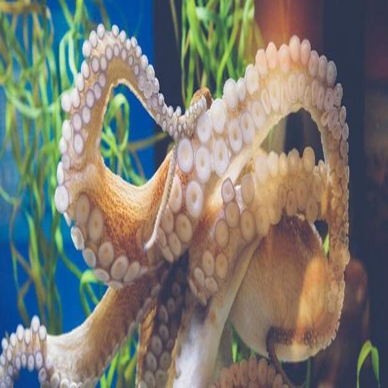 Giant octopus: Unveiling the ocean's terrifying mysteries. - Image 2