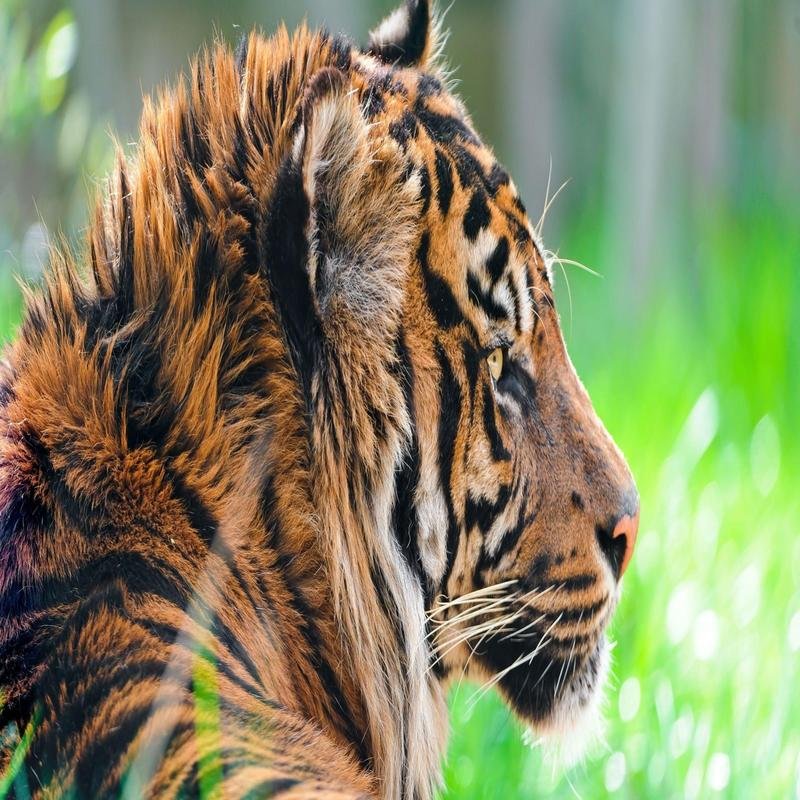 Endangered Species: A Conservation Perspective - Image 3
