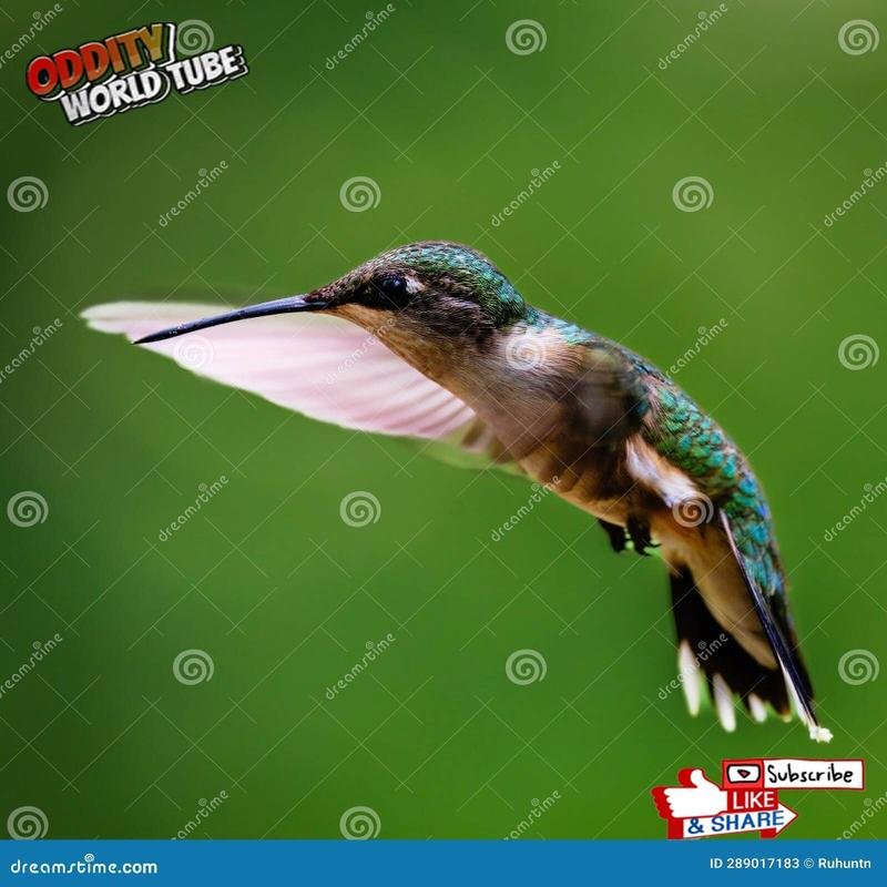 Hummingbird Biology: Unveiling the Secrets of the Smallest and Fastest Birds. Astonishing Facts. - Image 3