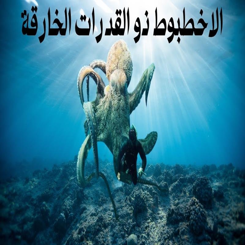 Giant octopus: Unveiling the ocean's terrifying mysteries. - Image 3