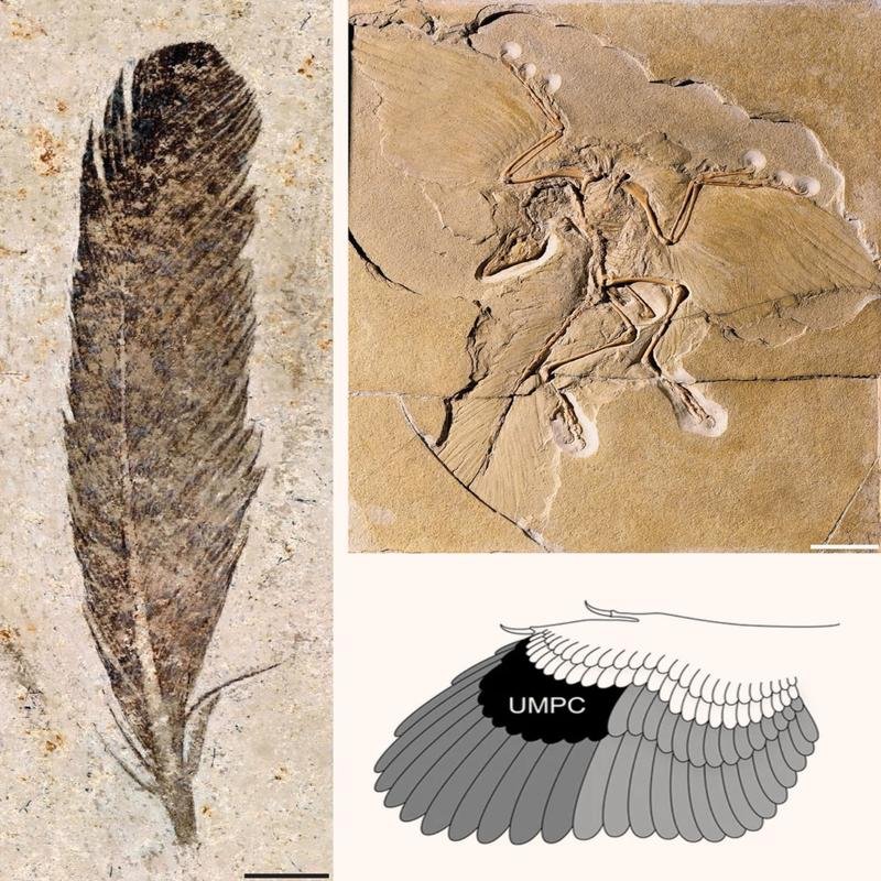 Feathered Dinosaurs and Their Plumage: New Scientific Discoveries - Image 1