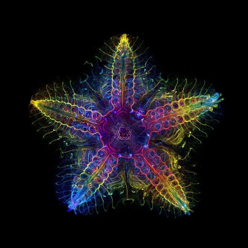 Acellular Life: Exploring the Astonishing Survival Strategies of Biology. - Image 1