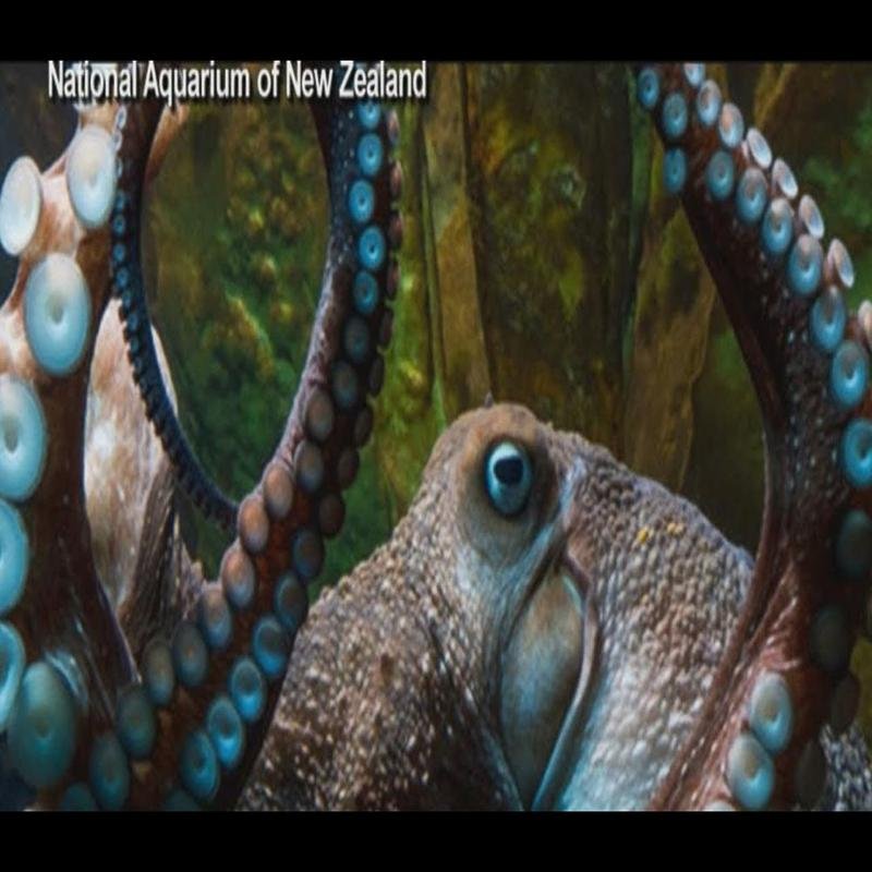 Advances in Understanding Animal Intelligence - Image 3