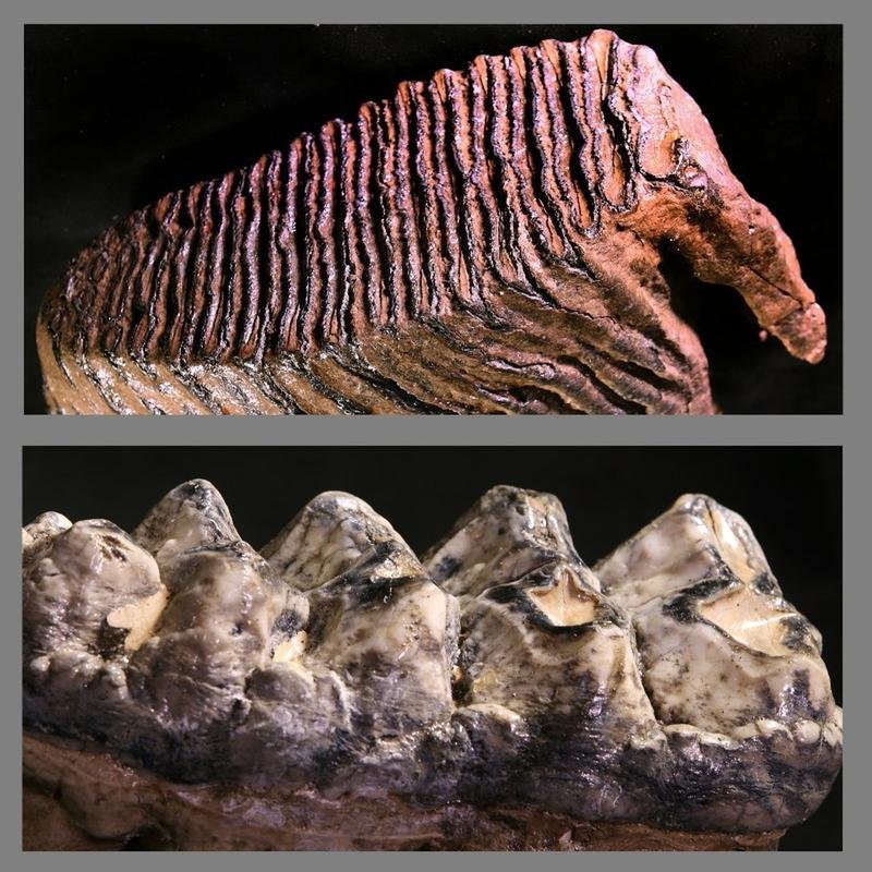 Extinct Fauna: Investigating the Enigma of Their Demise. - Image 2