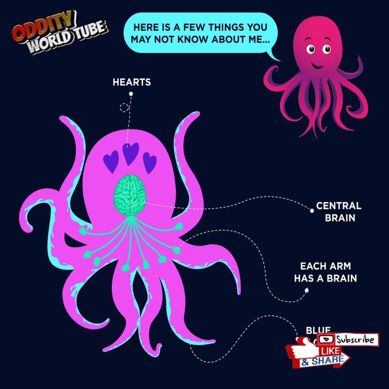 The Common Octopus: Investigating the Exceptional Intelligence of a Cephalopod Mastermind - Image 3