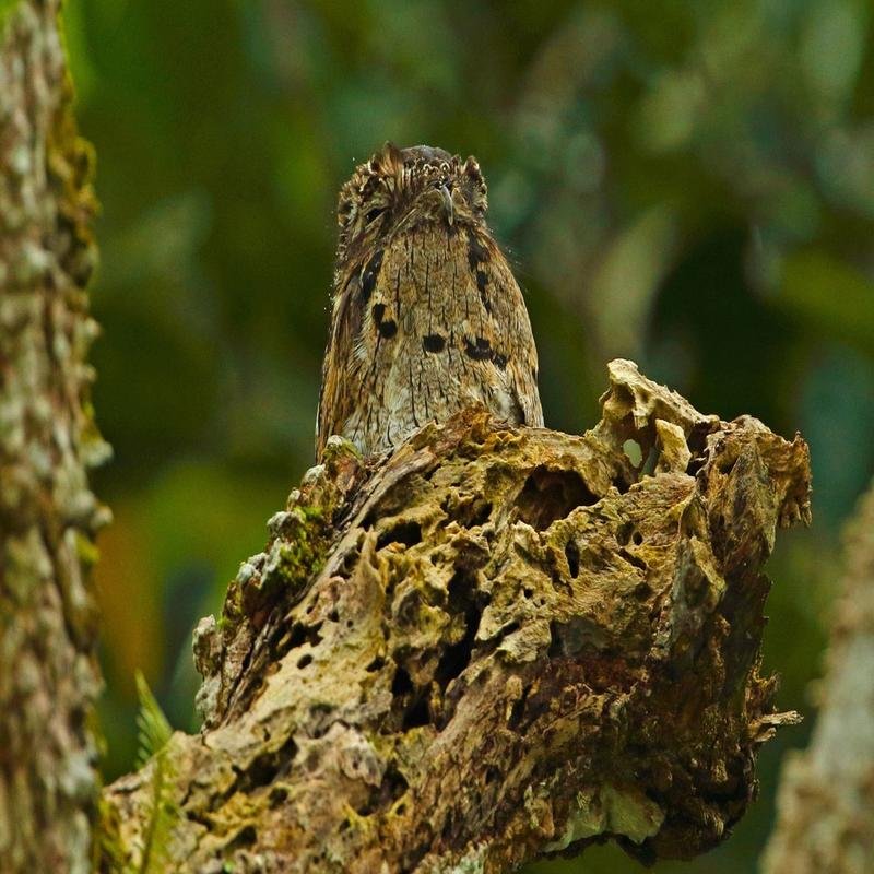 Was the forest sprite a genuine entity? The matter remains shrouded in mystery. - Image 3