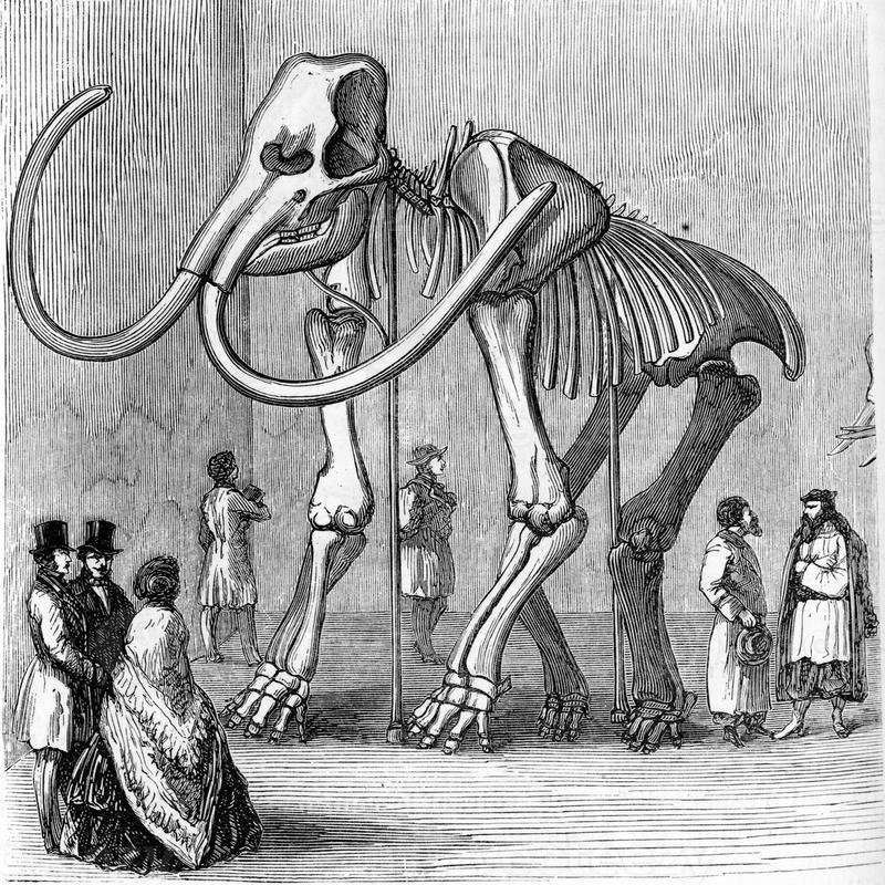 Extinct Fauna: Investigating the Enigma of Their Demise. - Image 3