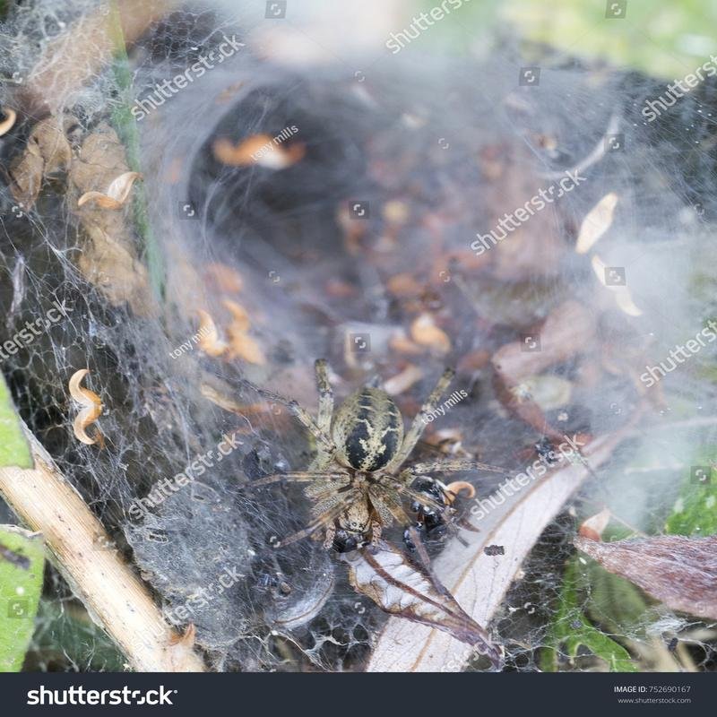 Venomous Spider Toxicology: An Investigation of Lethal Secretions - Image 3