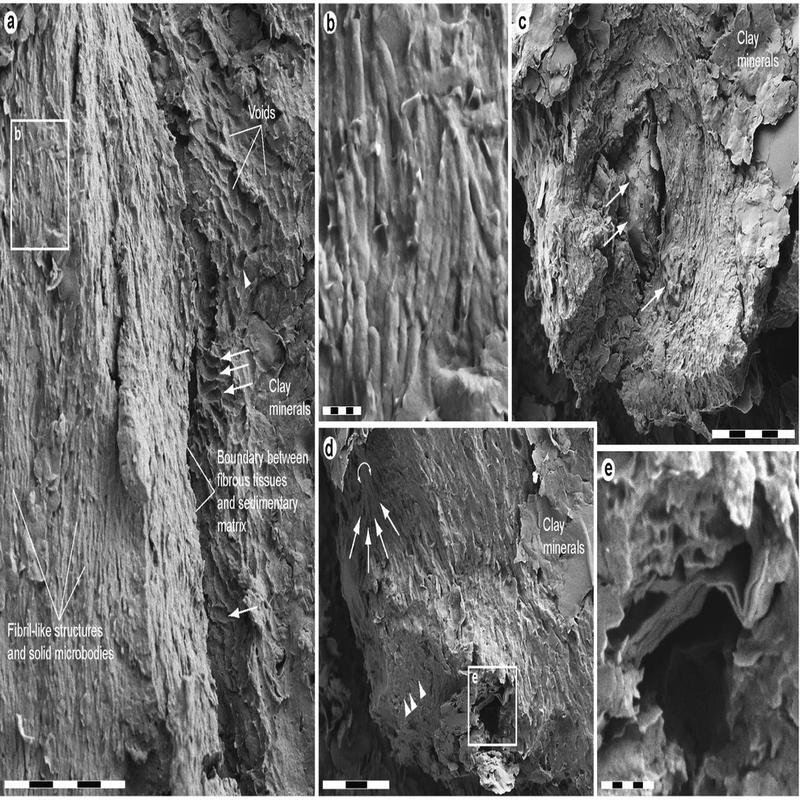 Feathered Dinosaurs and Their Plumage: New Scientific Discoveries - Image 3