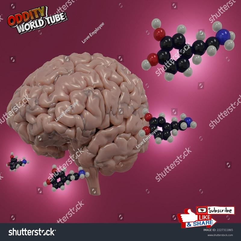 The Neural Mechanisms of Romantic Love - Image 1