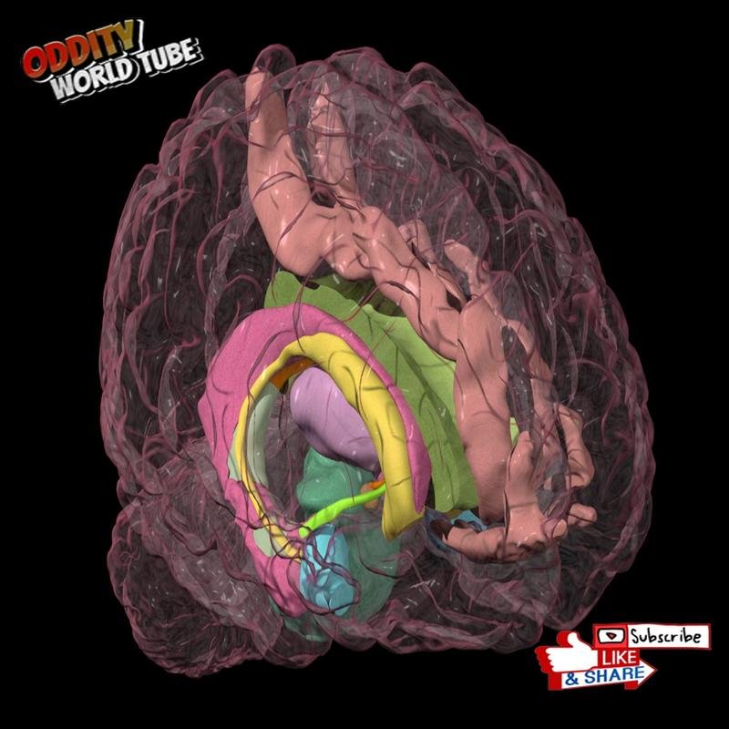 Rapid Decision-Making: A Neuroscientific Examination of Intuitive Judgment - Image 1