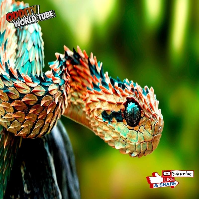 Ten Remarkable Animals You May Not Know - Image 1
