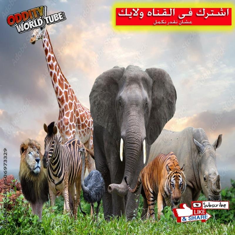 Unveiling the Animal Kingdom: Astonishing Facts and Hidden Insights. - Image 1