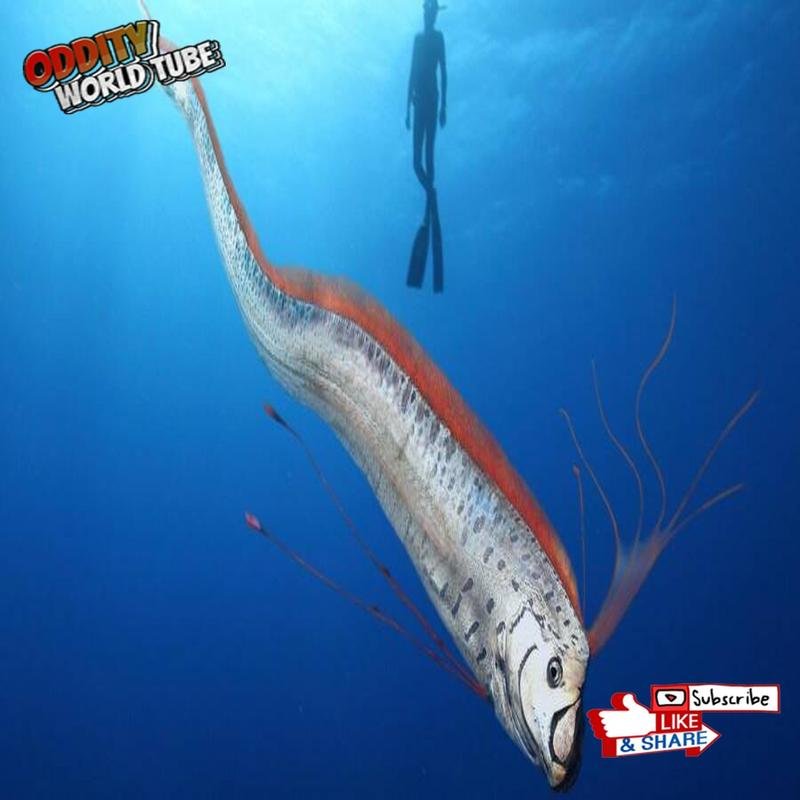 Ocean Giants: Unveiling Astonishing Secrets - Image 3