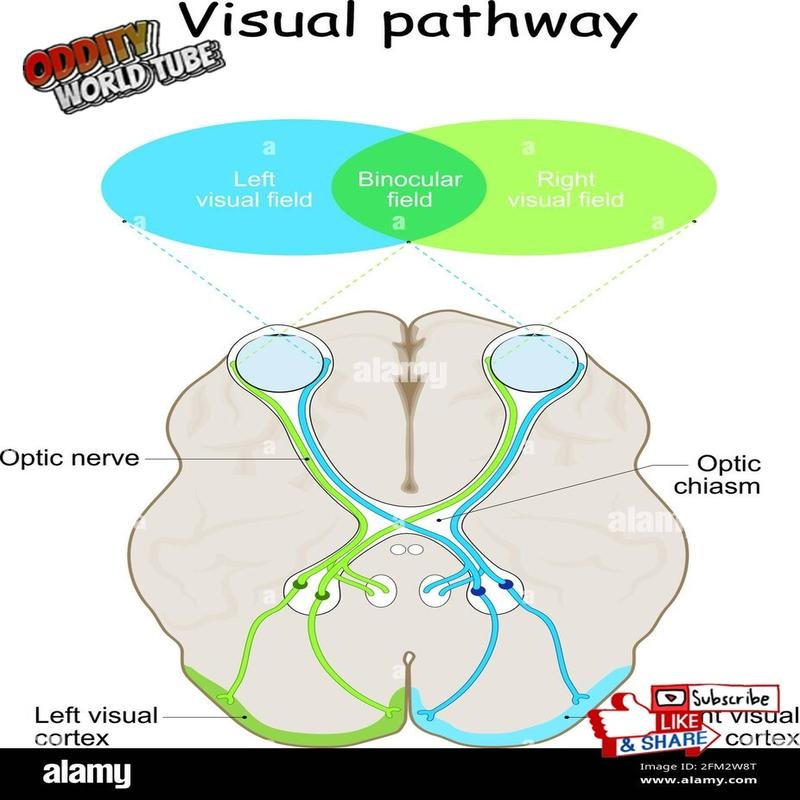 The Astonishing Reality of Visual Perception: Dispelling the Myths - Image 2