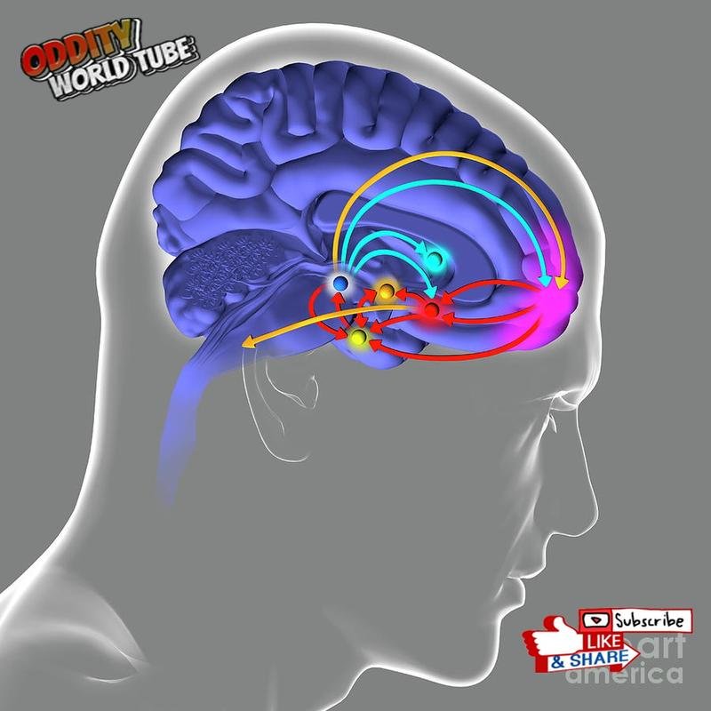 The Neural Mechanisms of Romantic Love - Image 2