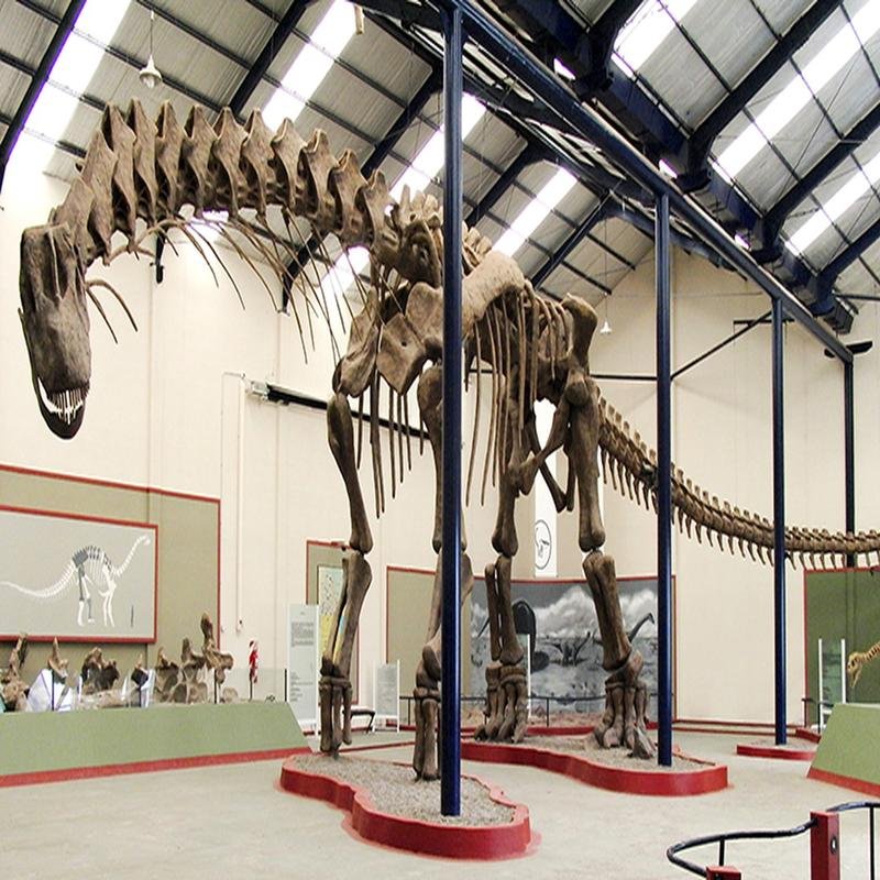 Paleontological Discoveries: Unraveling Ancient History Through Fossil Remains - Image 1