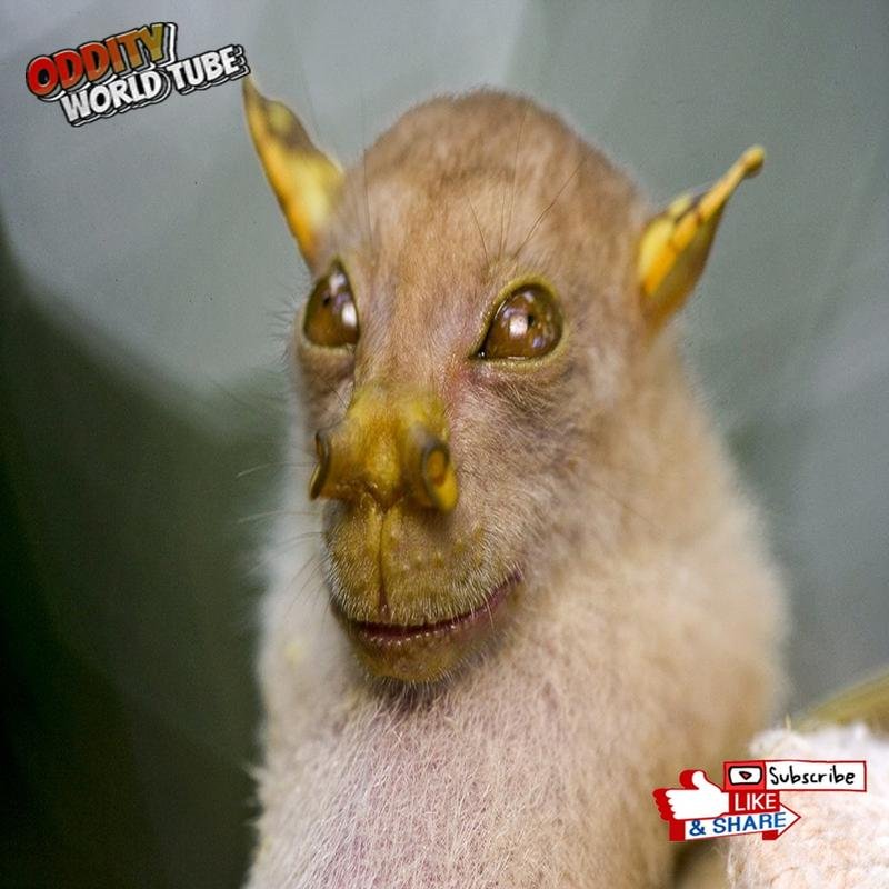 Ten Remarkable Animals You May Not Know - Image 2