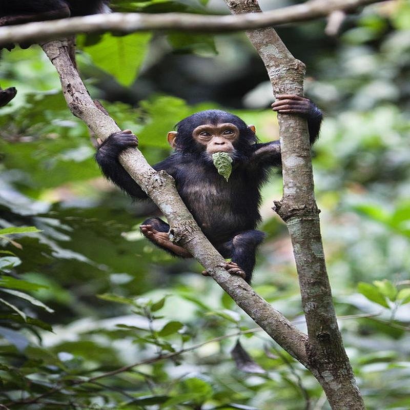 Unveiling the Animal Kingdom: Astonishing Facts and Hidden Insights. - Image 3