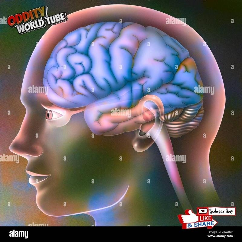 Exploring the Visual Illusions of the Brain: Astonishing Discoveries. - Image 3